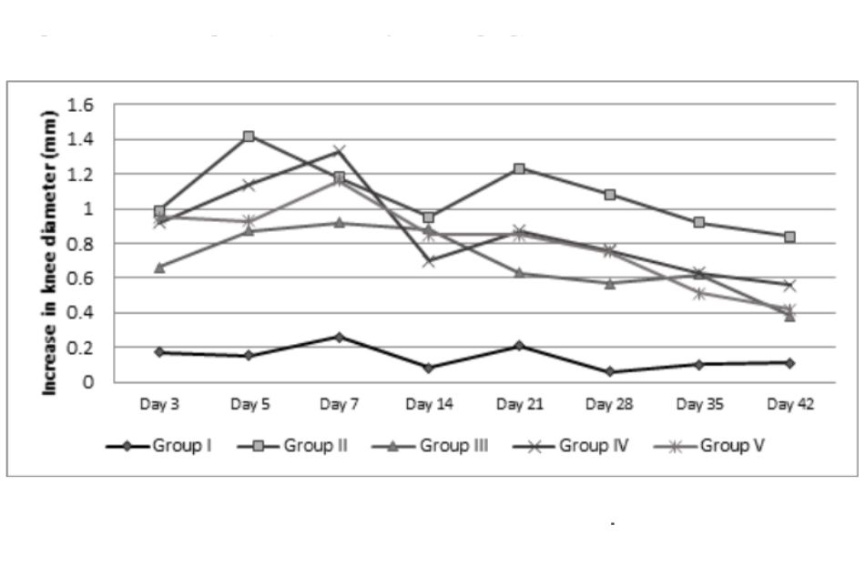 Increase in knee diameter of rats