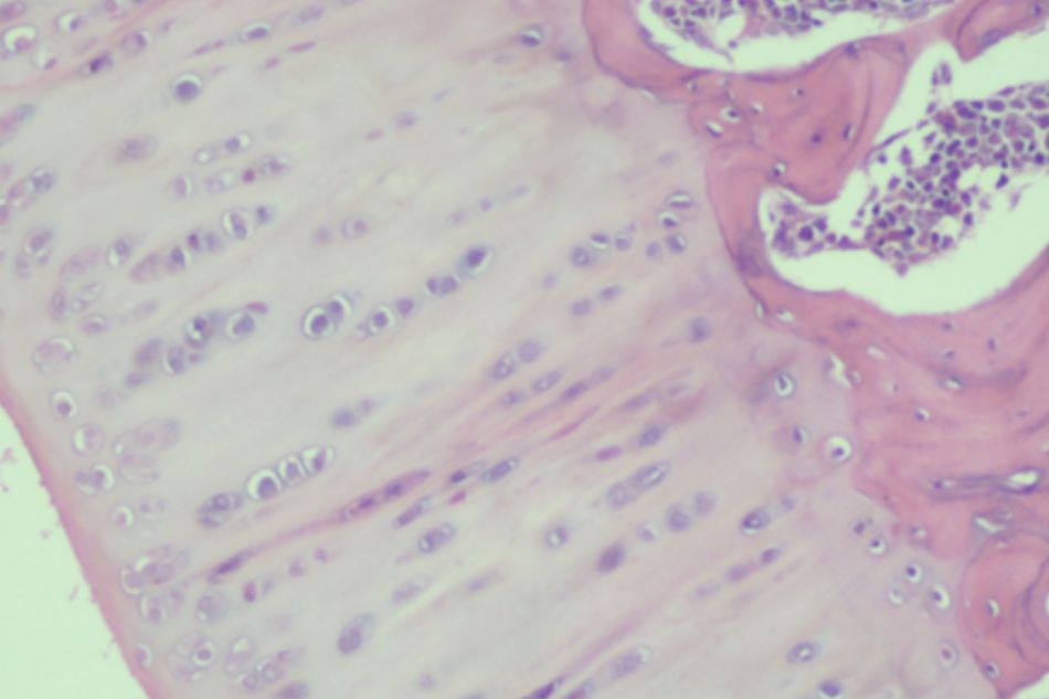 Knee joint sample in Group I (rat no.1)